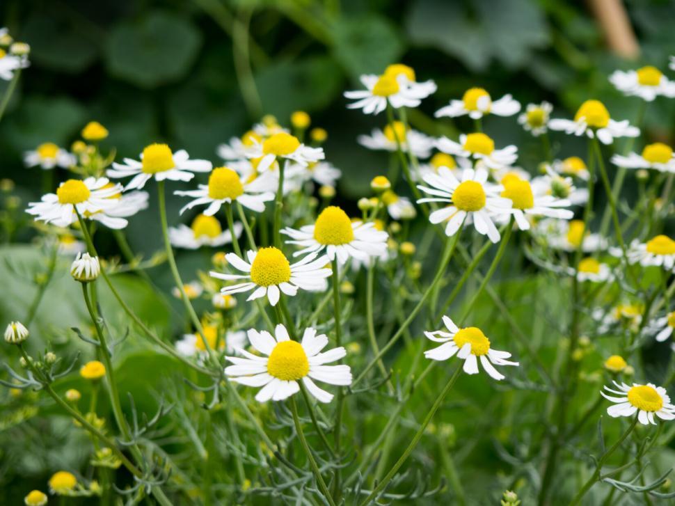 Free Image of Field of chamomile flowers close-up 