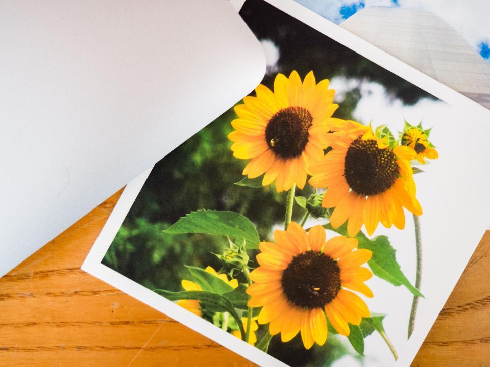 Free Image of Sunflower photo print on table 