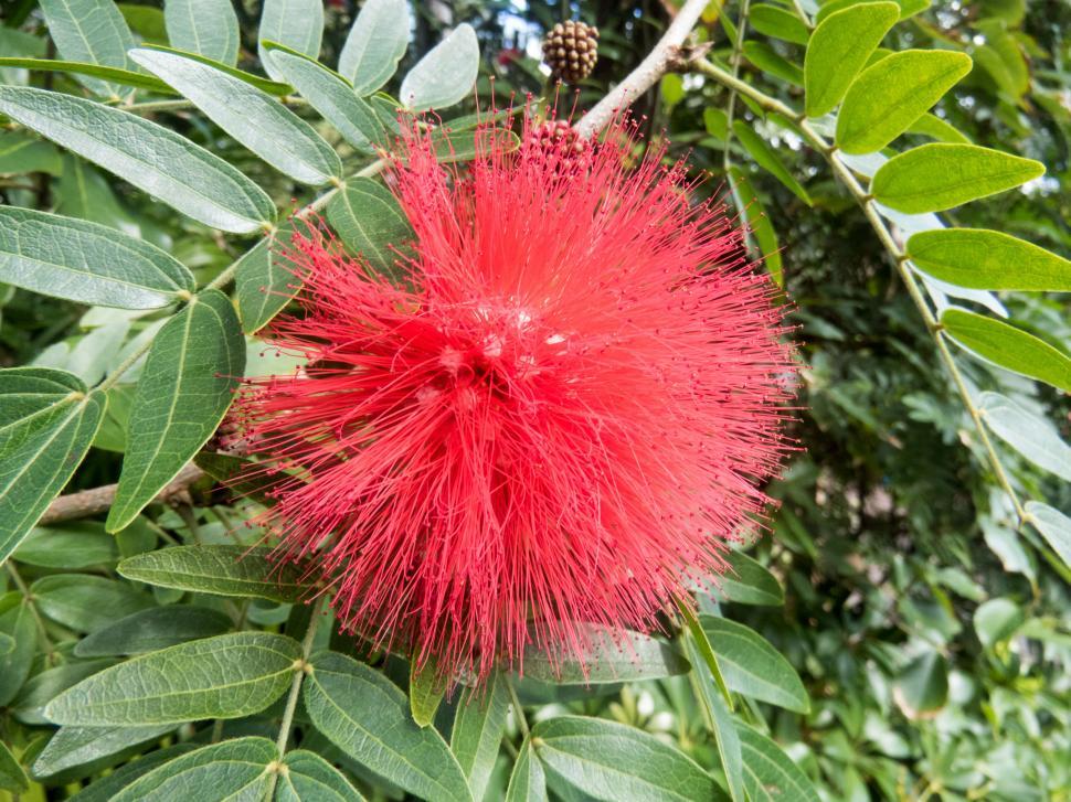 Free Image of Vibrant red powder puff flower 