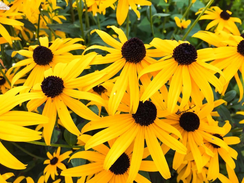 Free Image of Yellow coneflowers in full bloom 