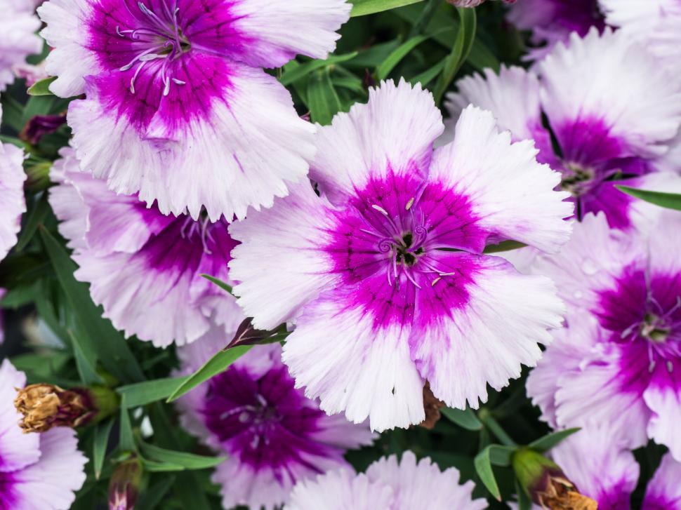 Free Image of Close-up of purple and white dianthus 