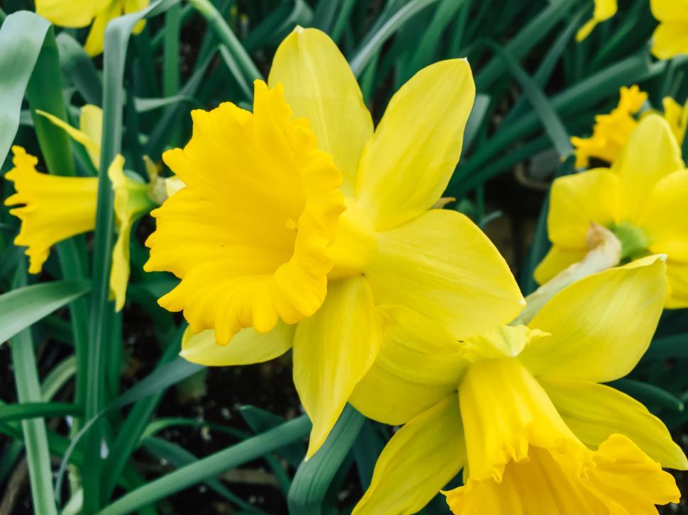 Free Image of Vibrant yellow daffodils in bloom 