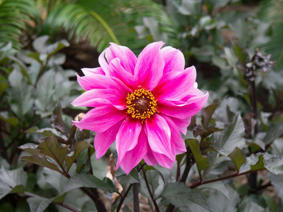 Free Image of Exquisite pink dahlia flower close-up 