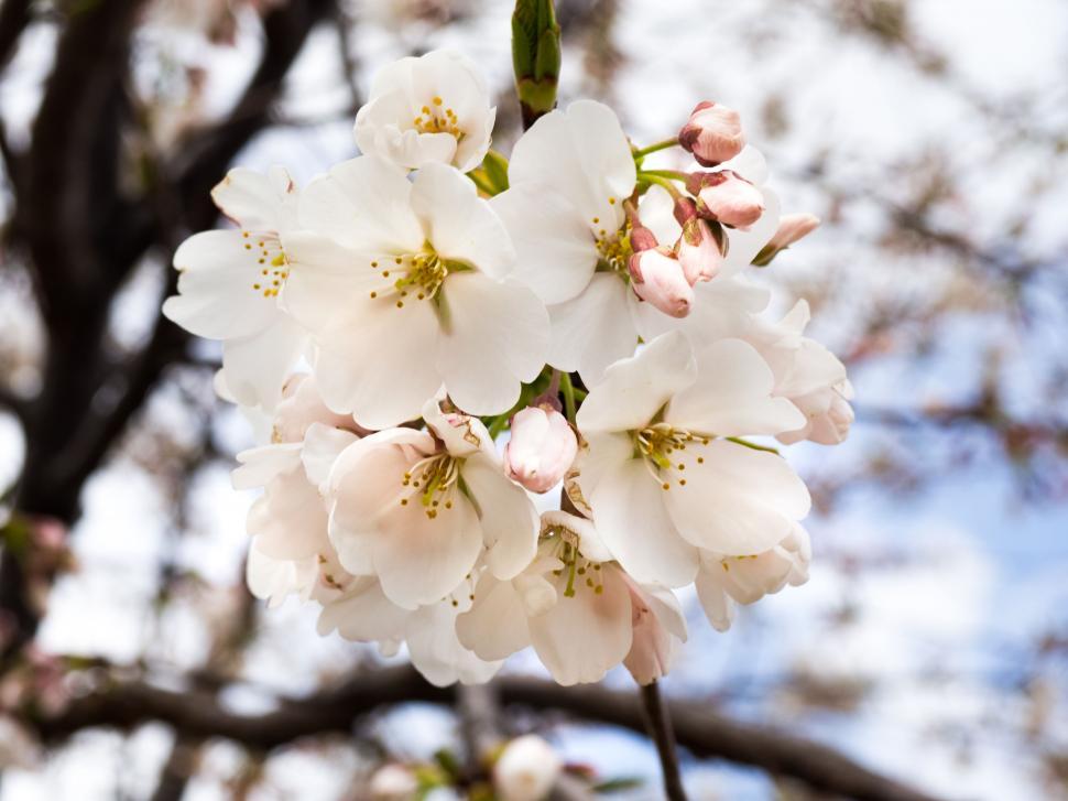 Free Image of Cluster of cherry blossoms in daylight 
