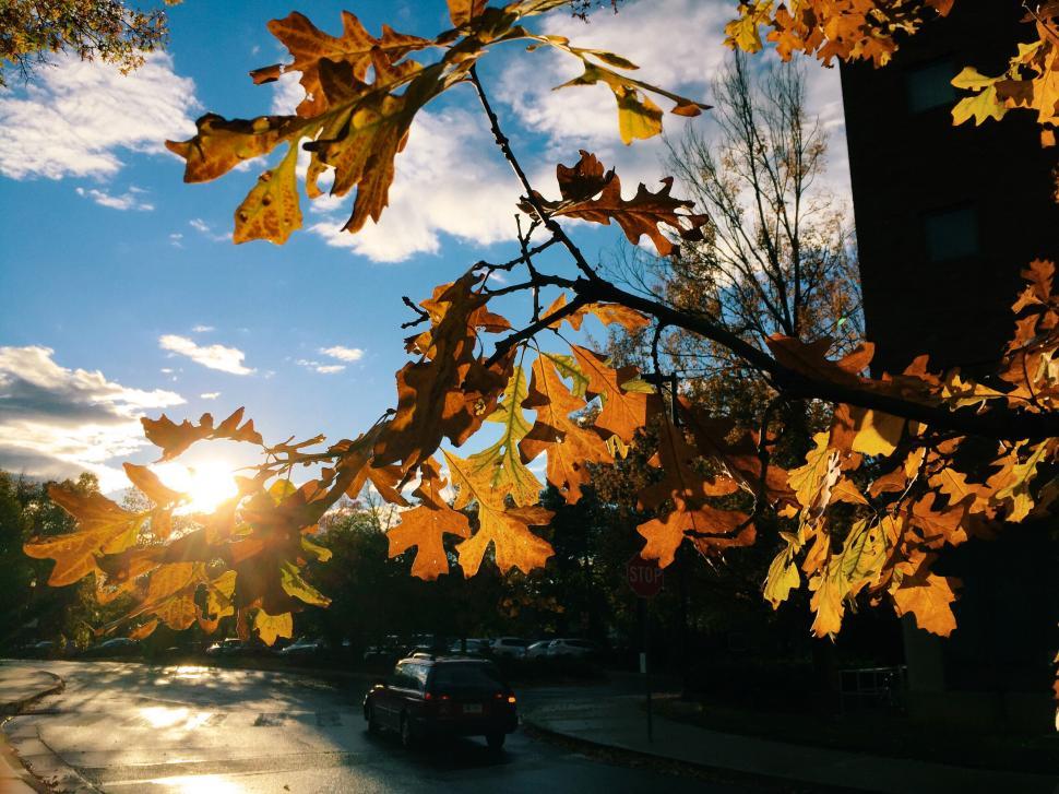 Free Image of Autumn leaves framing a sunset street view 