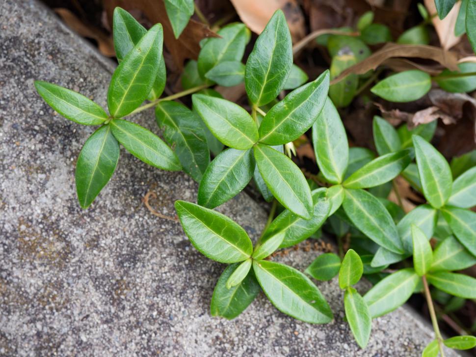 Free Image of Green plant leaves on a stone texture 