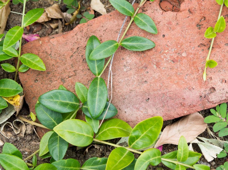 Free Image of Green plant vines on aged brick 