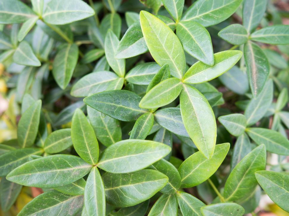 Free Image of Close-up of green shrub leaves 