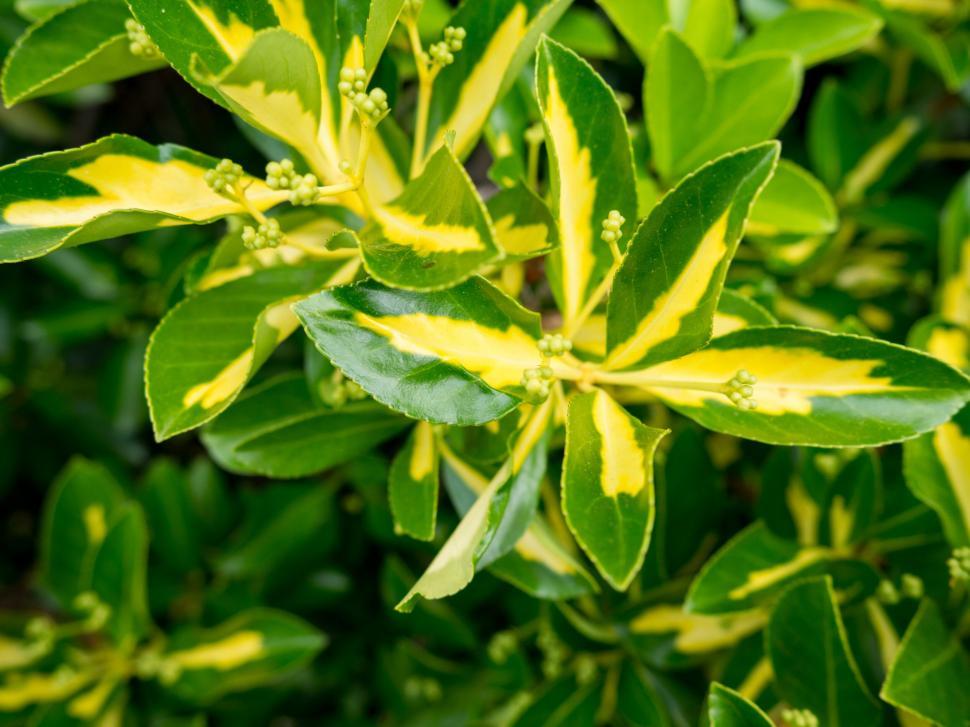 Free Image of Variegated leaves of a garden bush 