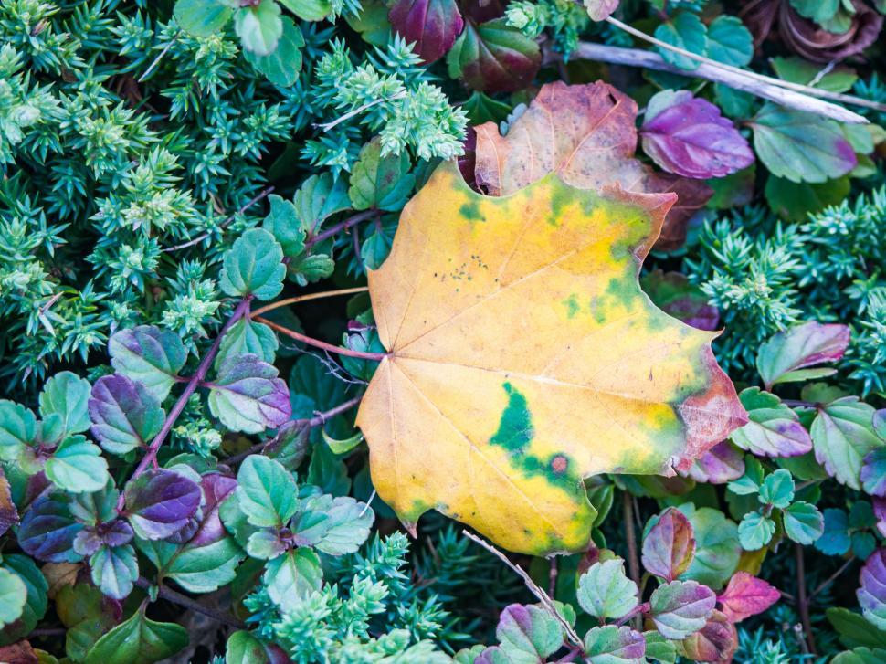 Free Image of Autumn leaf on vibrant green shrubs 
