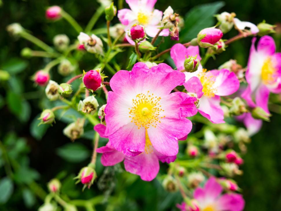 Free Image of Pink wild rose close-up with lush background 