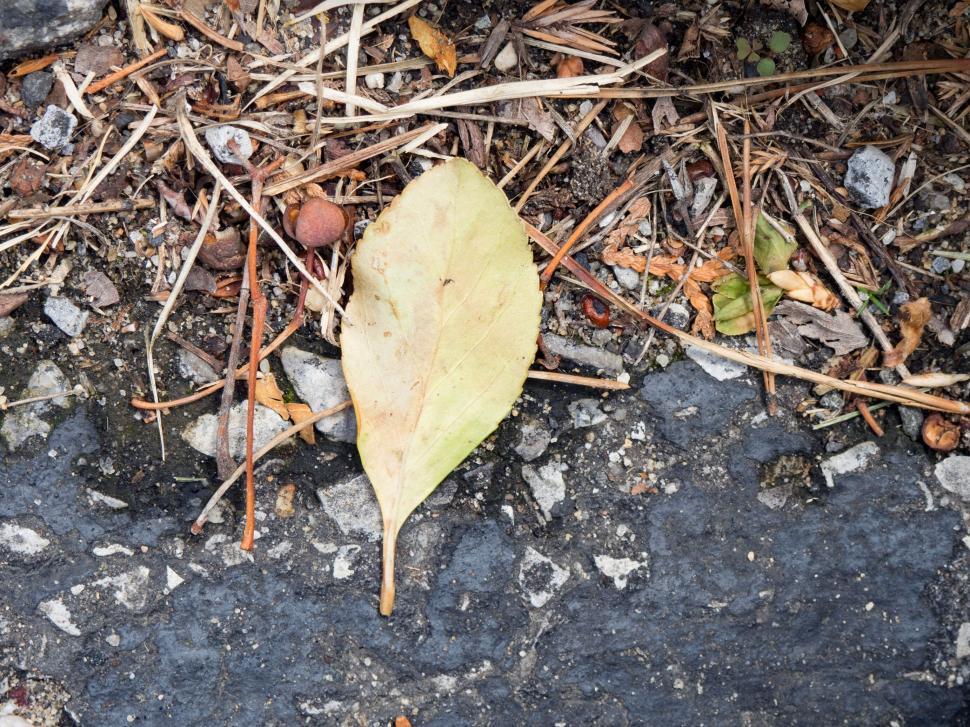 Free Image of Fallen leaf on urban pavement 