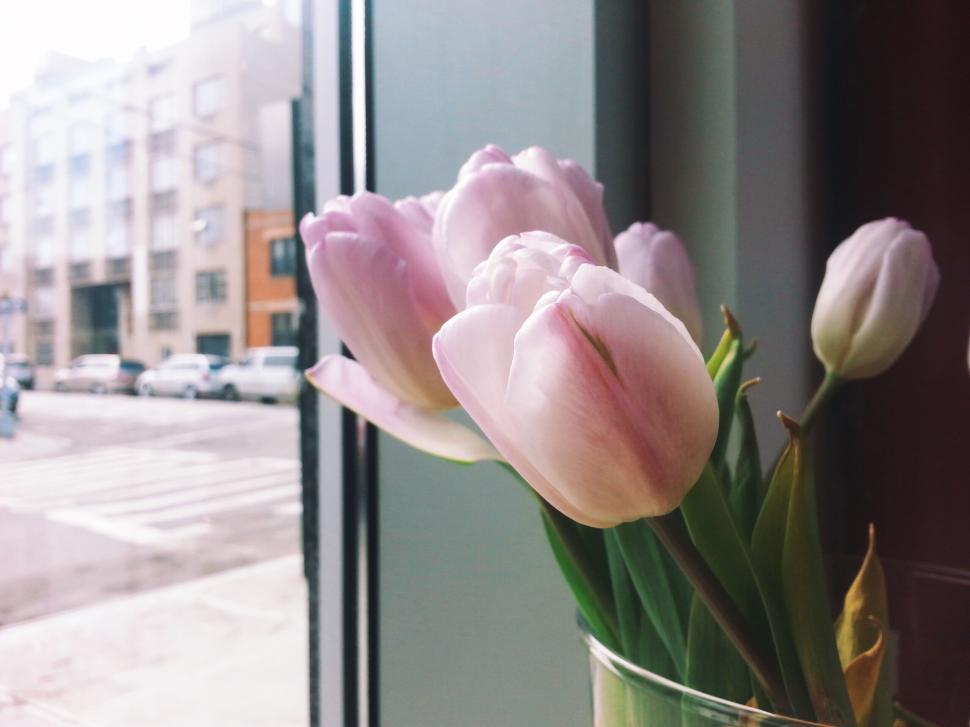 Free Image of Tulips by the window overlooking the street 