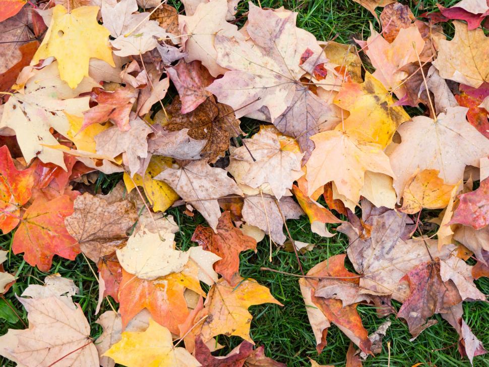 Free Image of Autumn leaves spread on green grass 