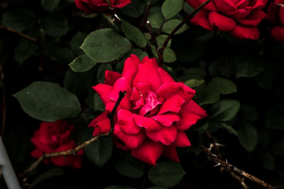 Free Image of Vibrant red rose among green leaves 
