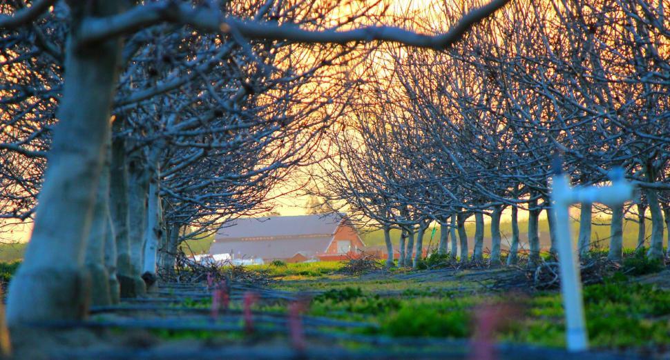 Free Image of Tranquil orchard path at sunset 