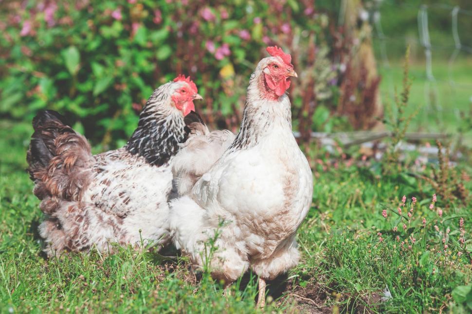 Free Image of Free-range chickens in grass 