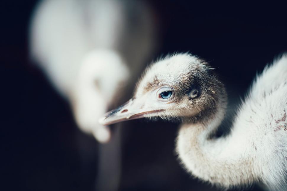 Free Image of Portrait of a young ostrich against dark 