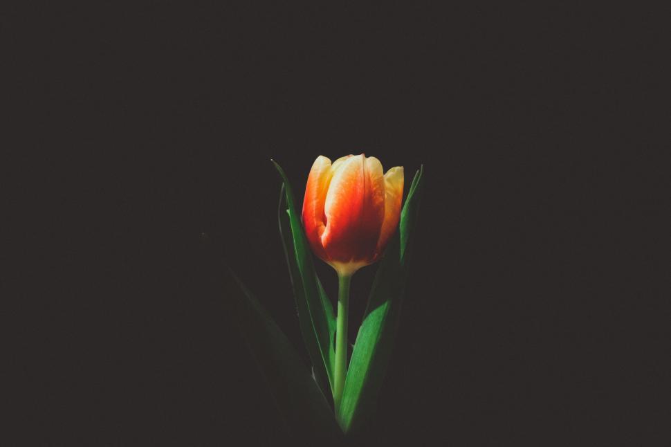 Free Image of Single tulip against a dark background 