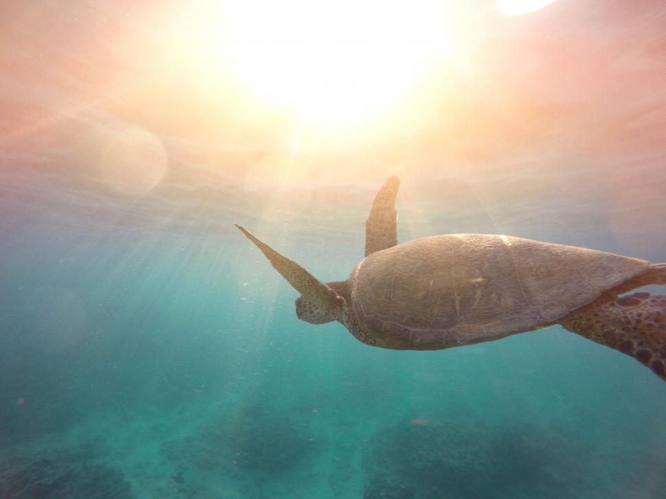 Free Image of Sea turtle swimming underwater in ocean 