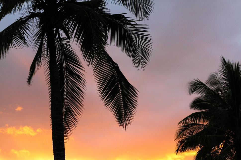 Free Image of Palm trees silhouette against a sunset sky 