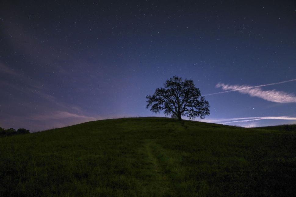 Free Image of Starry night sky over a lone tree on a hill 