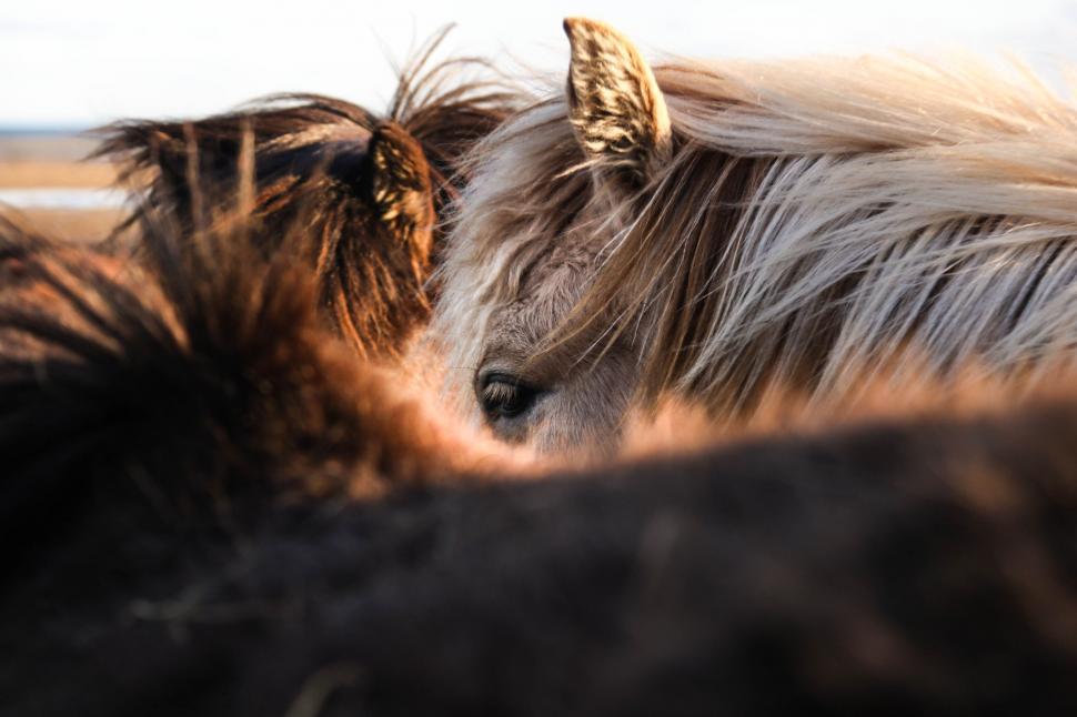 Free Image of Close-up of two horses  manes and ears 