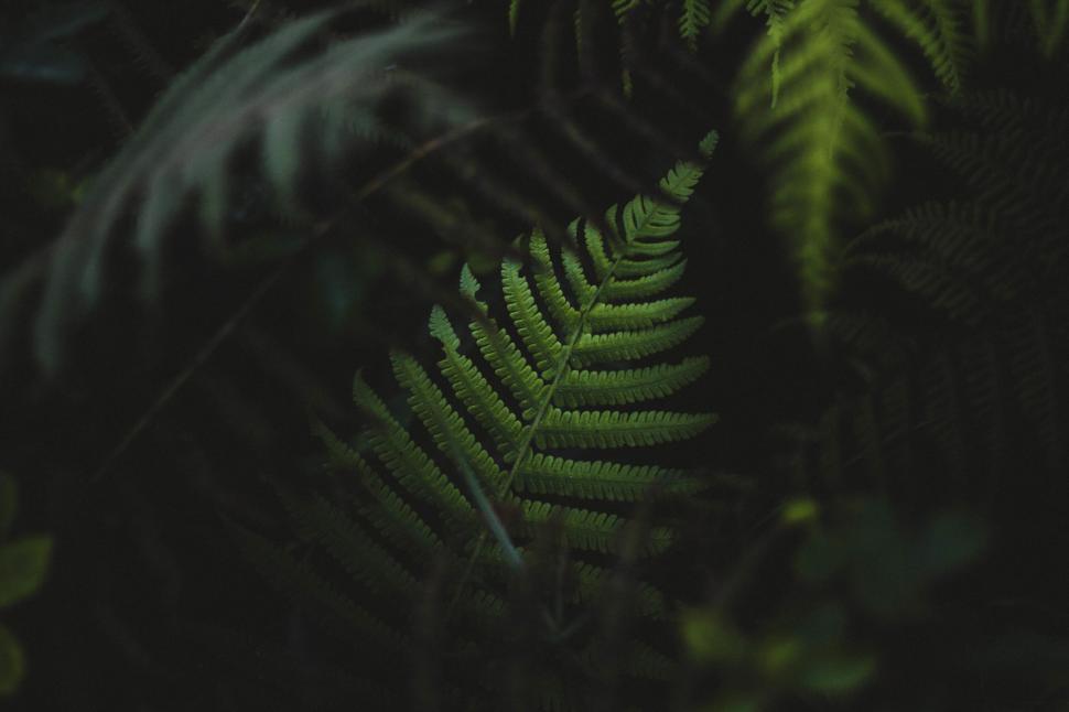 Free Image of Dark green fern leaves in a shadowy forest 