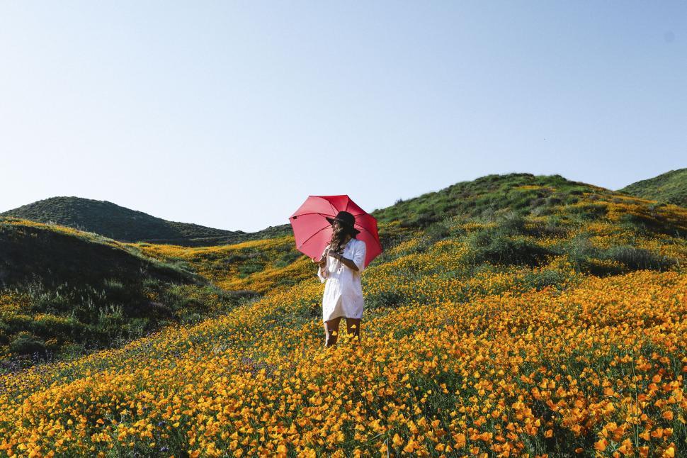 Free Image of Woman with red umbrella on a flower field 