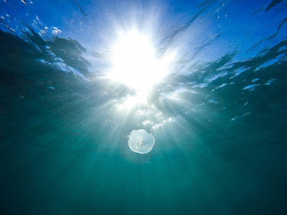 Free Image of Jellyfish floating with sun rays 