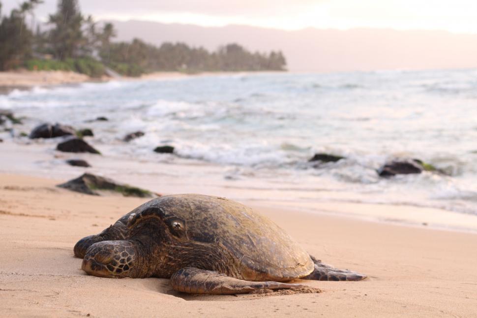 Free Image of Sea turtle resting on a sandy beach 