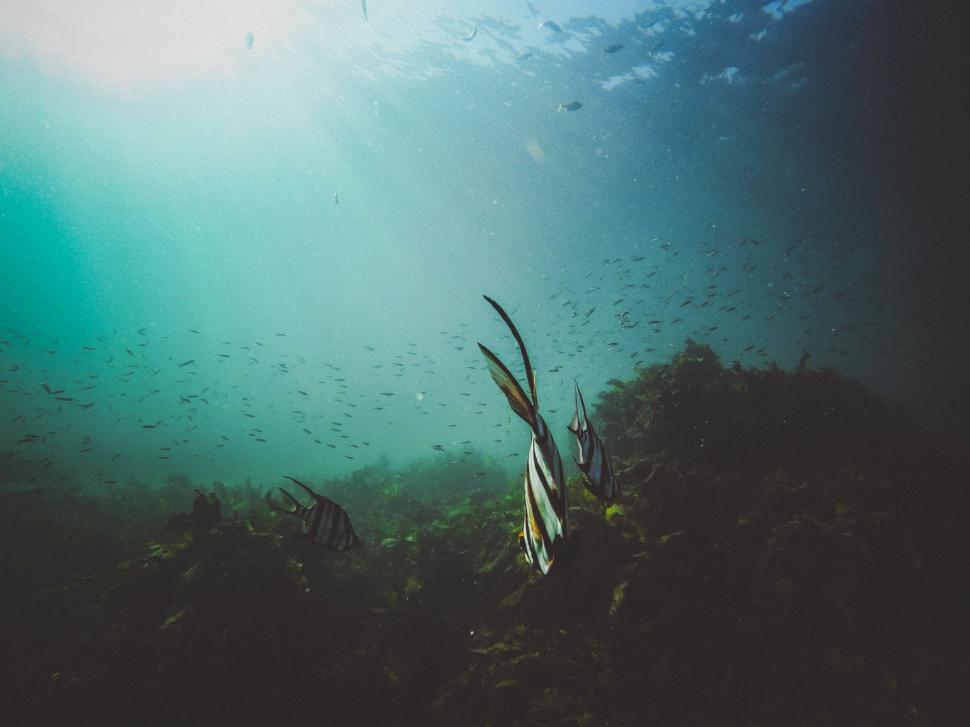 Free Image of Underwater scene with fish and sunlight 
