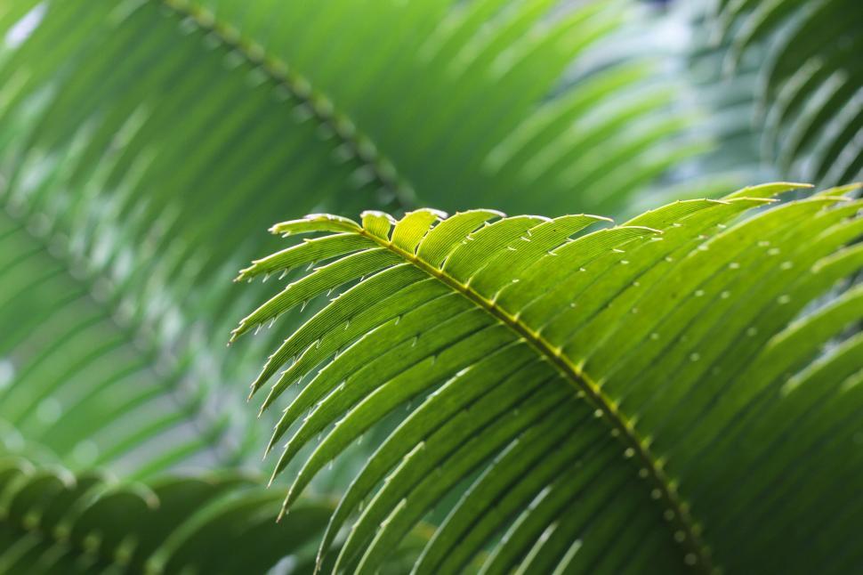 Free Image of Close-up of vibrant green fern leaves 