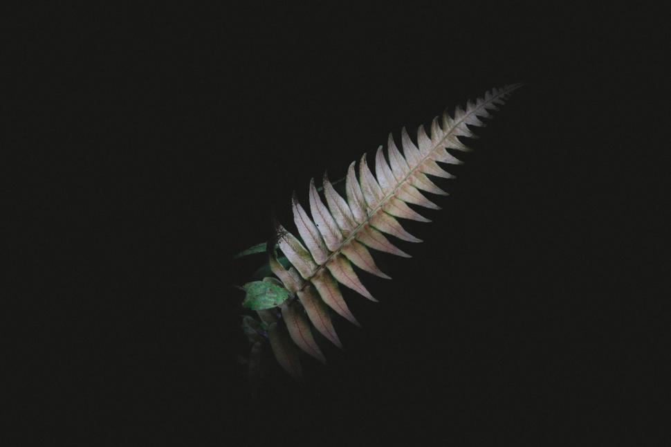 Free Image of Fern leaf isolated on black background 