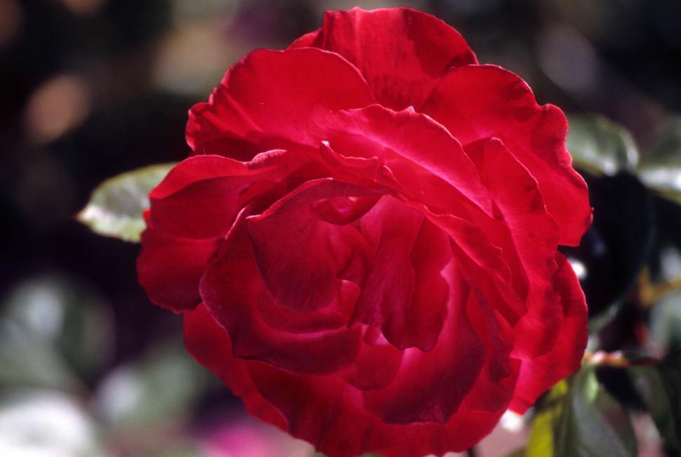 Free Image of Red rose 