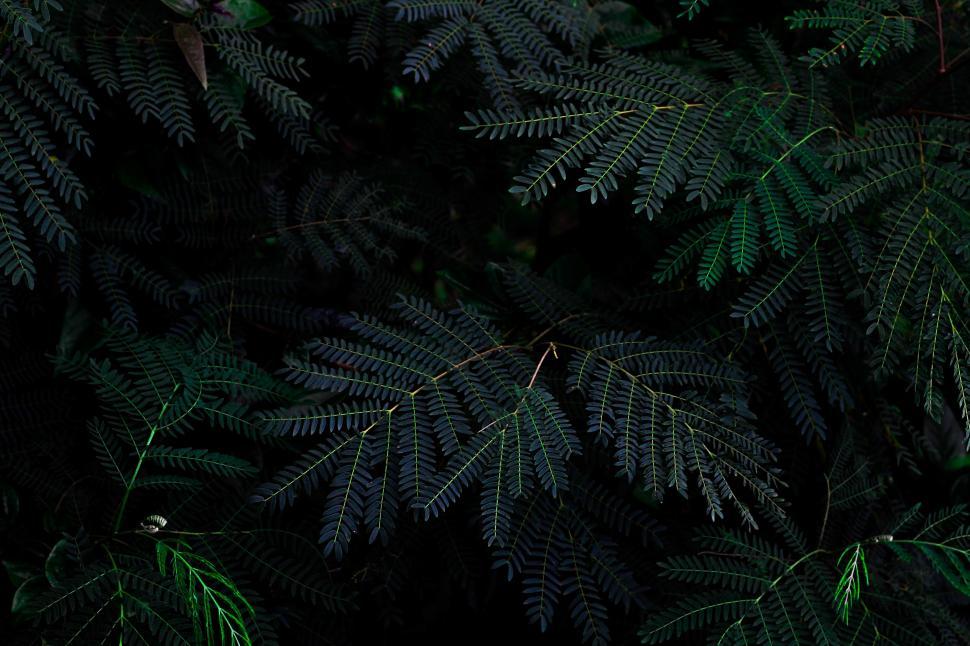 Free Image of Dark green fern leaves pattern background 