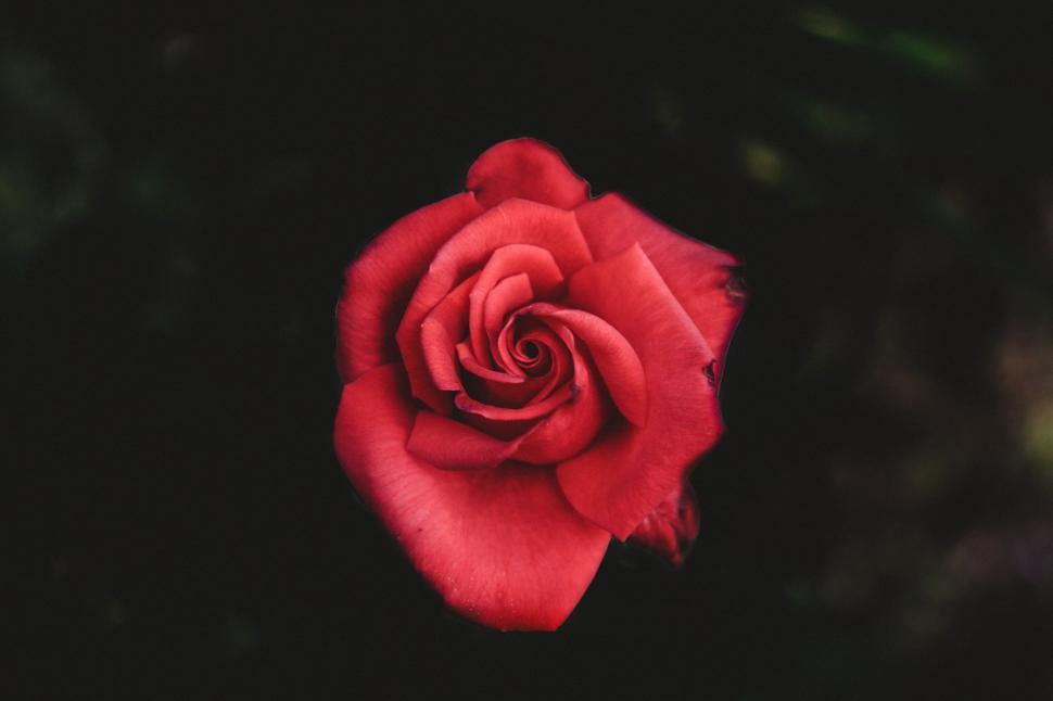 Free Image of Close-up of a dark red rose on black 