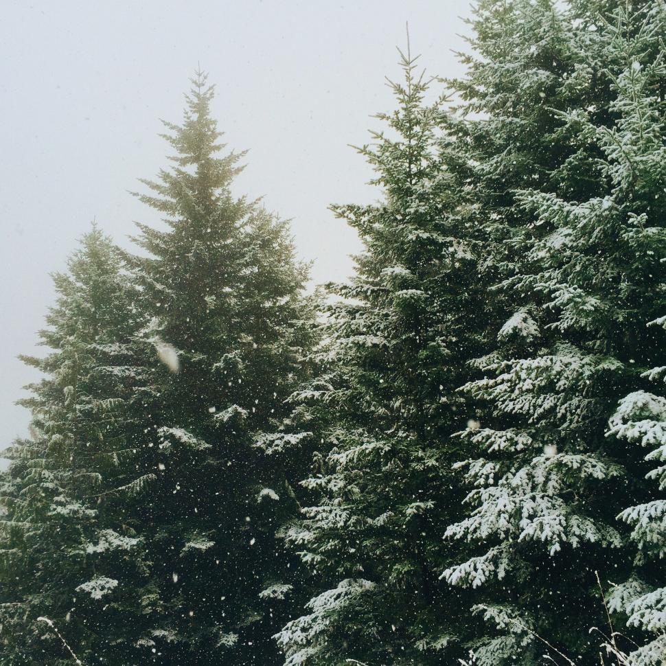 Free Image of Winter forest scene with falling snow 