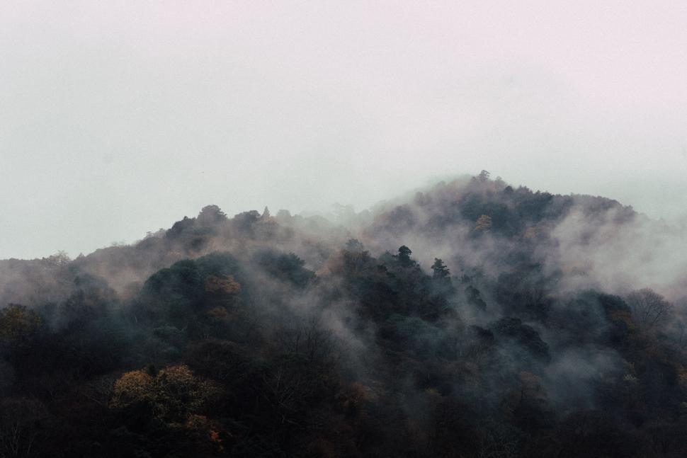 Free Image of Misty forest landscape with morning haze 