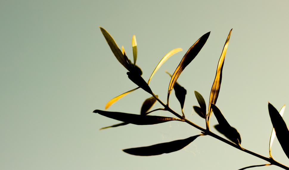 Free Image of Silhouette of olive branch in sunlight 