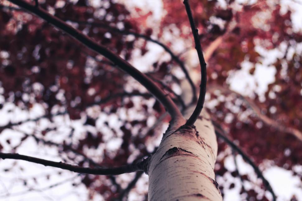 Free Image of Upwards perspective of a tree with red leaves 