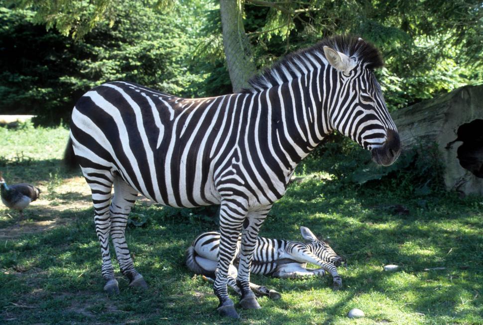 Free Image of Zebra and foal 