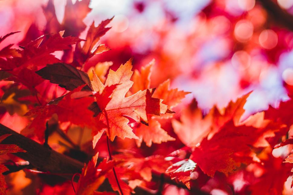 Free Image of Vibrant red autumn leaves close-up 