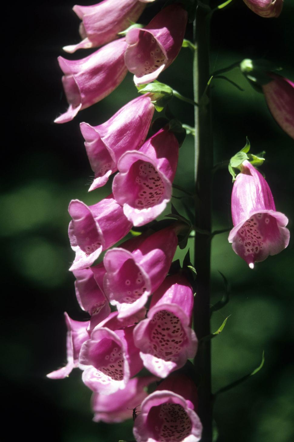 Free Image of Foxglove flowers 