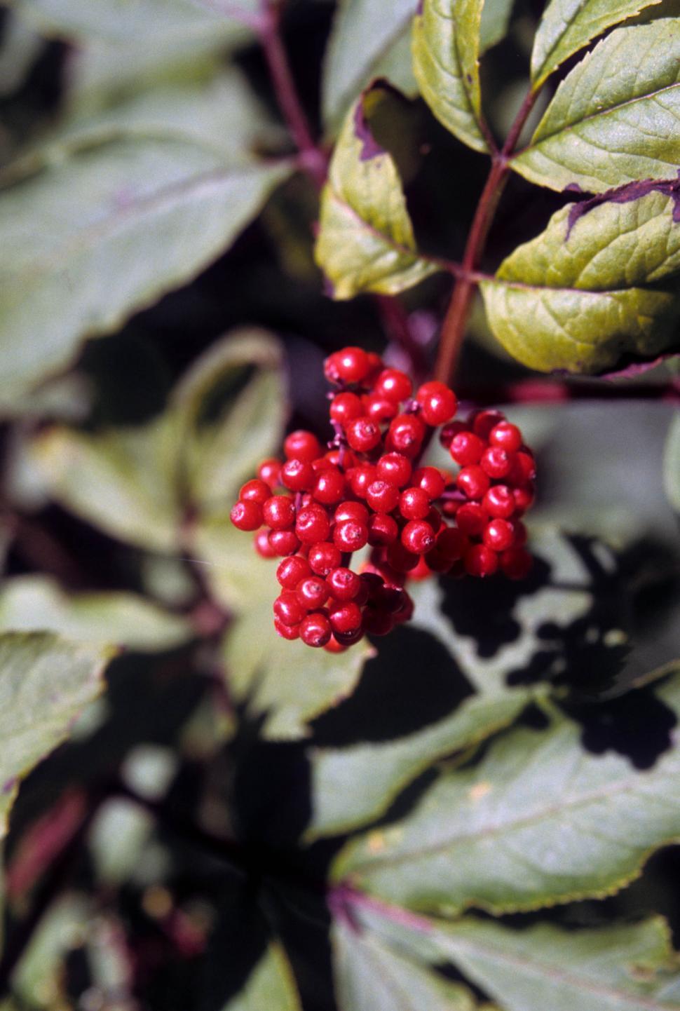 Free Image of Red elder berries 