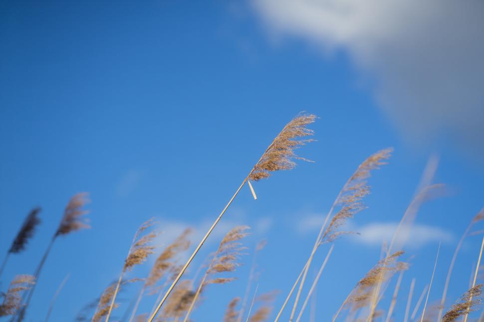 Free Image of Reed against a blue sky backdrop 