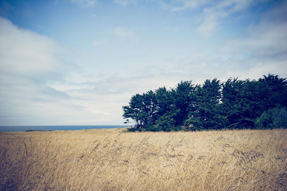 Free Image of Coastal field with trees and ocean 