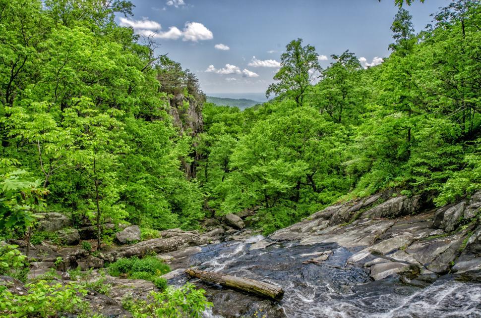 Free Image of Lush green forest with a flowing stream 