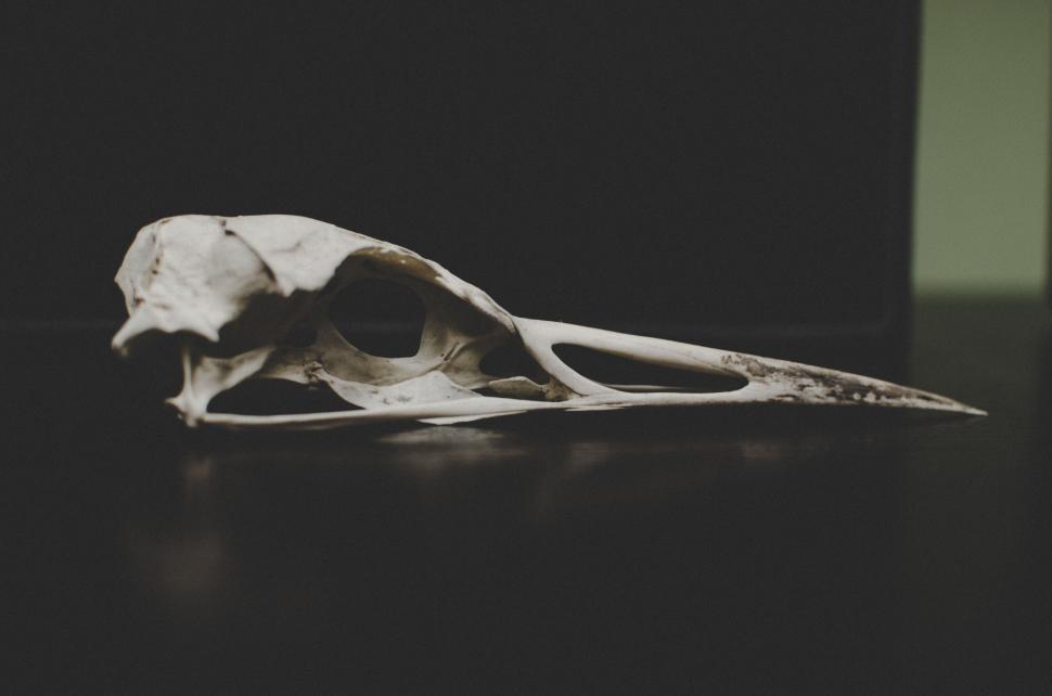Free Image of Animal skull on a dark background 