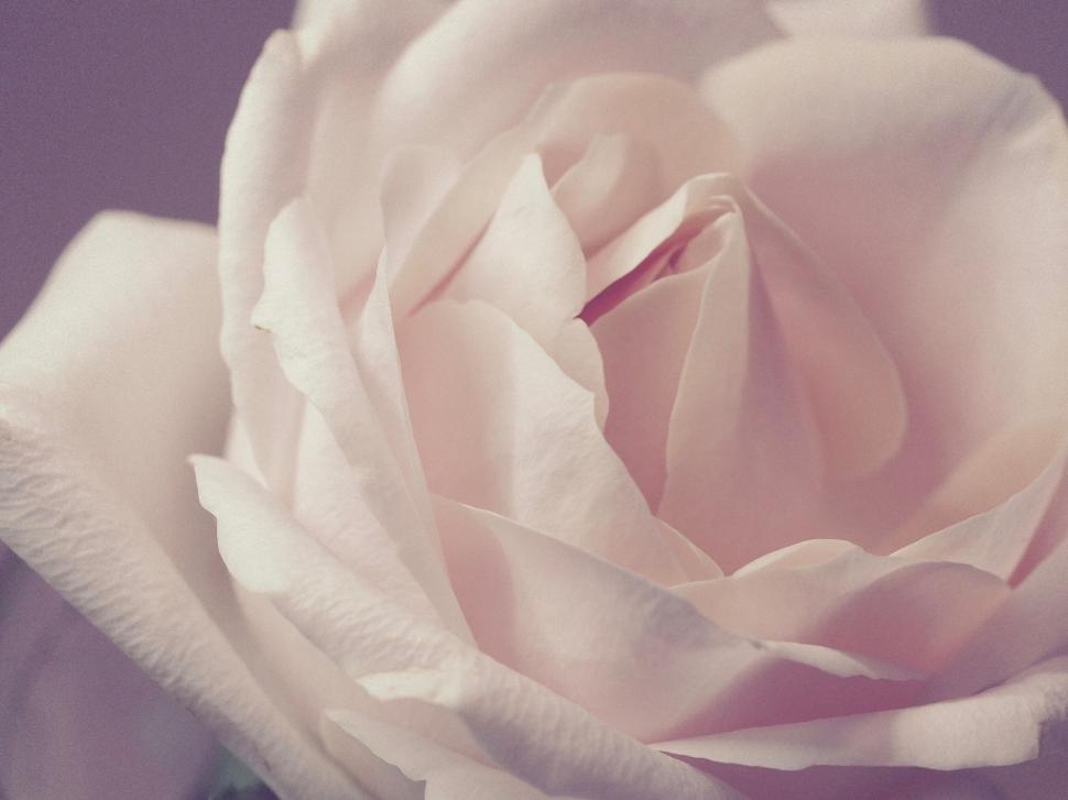 Free Image of Close-up of a blooming pale pink rose 